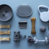 close-up-pet-accessories
